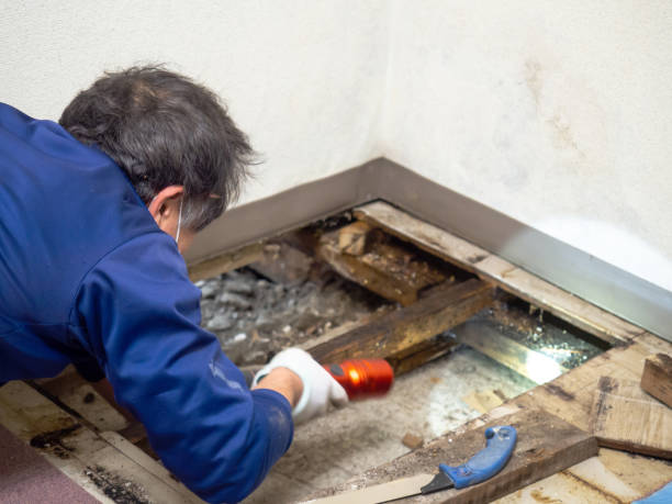 Best Basement Mold Remediation in Absecon Highlands, NJ