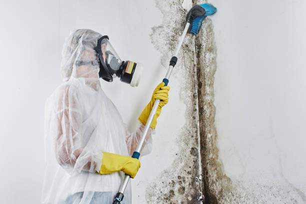 Best Post-Flood Mold Remediation in Absecon Highlands, NJ