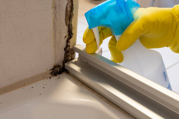 Best Mold Testing and Inspection Services in Absecon Highlands, NJ