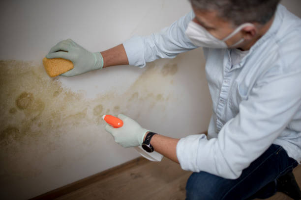 Professional Mold Remediation in Absecon Highlands, NJ